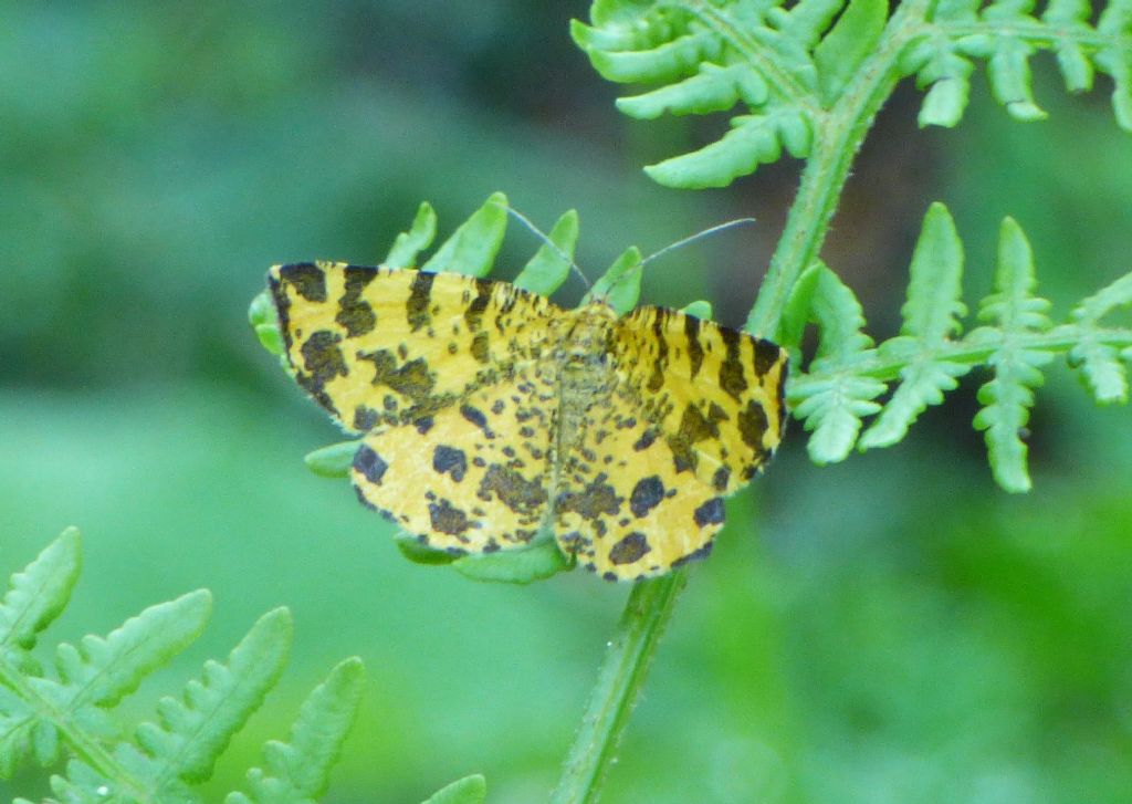 Pseudopanthera macularia